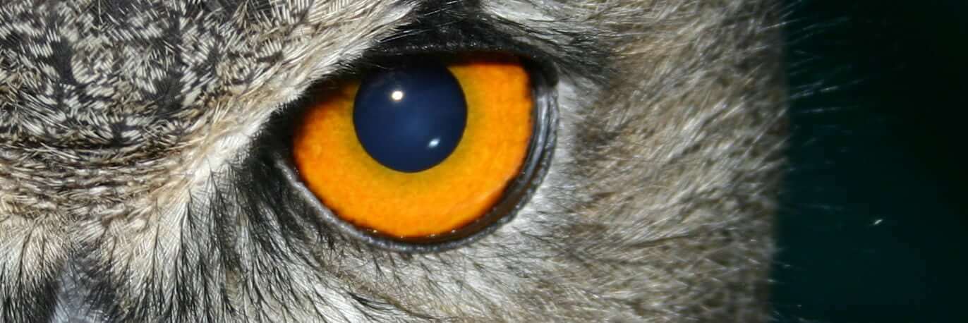 10 Ways SEO + Social Can Help Your Business | Nimble Blog