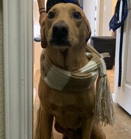 The Real Cost of Thanksgiving Dinner