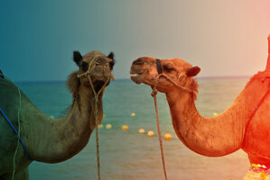 Asking Customers for Feedback