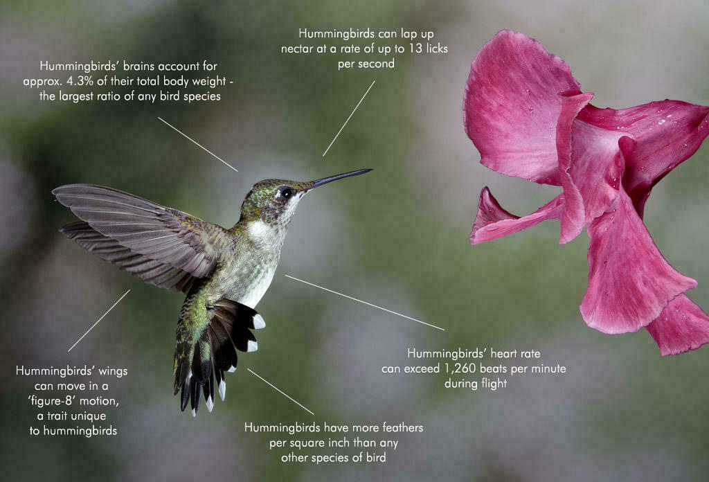 How Google Hummingbird Changed the Future of Search