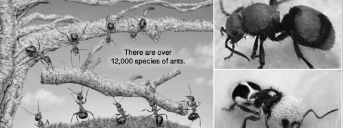 How Insect Sales Re-Platformed To Engage 97.16% Website Visitors