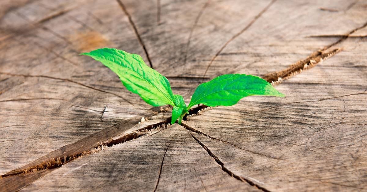 Getting Started with Next.js and Tailwind CSS