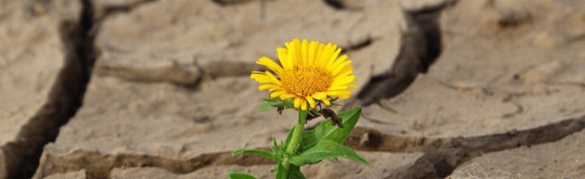 3 Causes (& Fixes) for Website Failure [+3 Failed Site Examples]