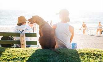 Best friend, furry friend: the changing dynamics of pets and people