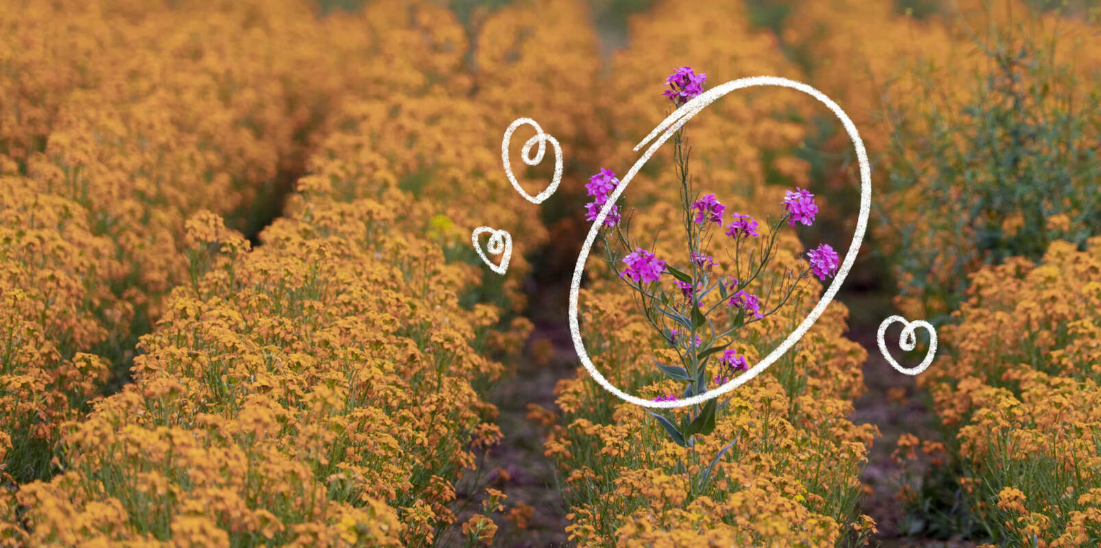 How to build an unforgettable brand as a creator