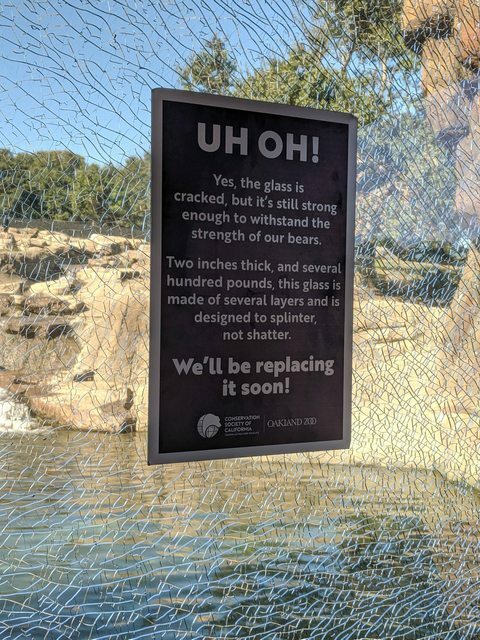 Shattered Glass Bears 😳 - Swipe File