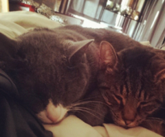 3 Things My Cats Taught Me About PPC