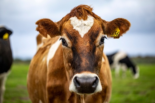 The Internet of Cows: How IPv6 is Expanding Connectivity