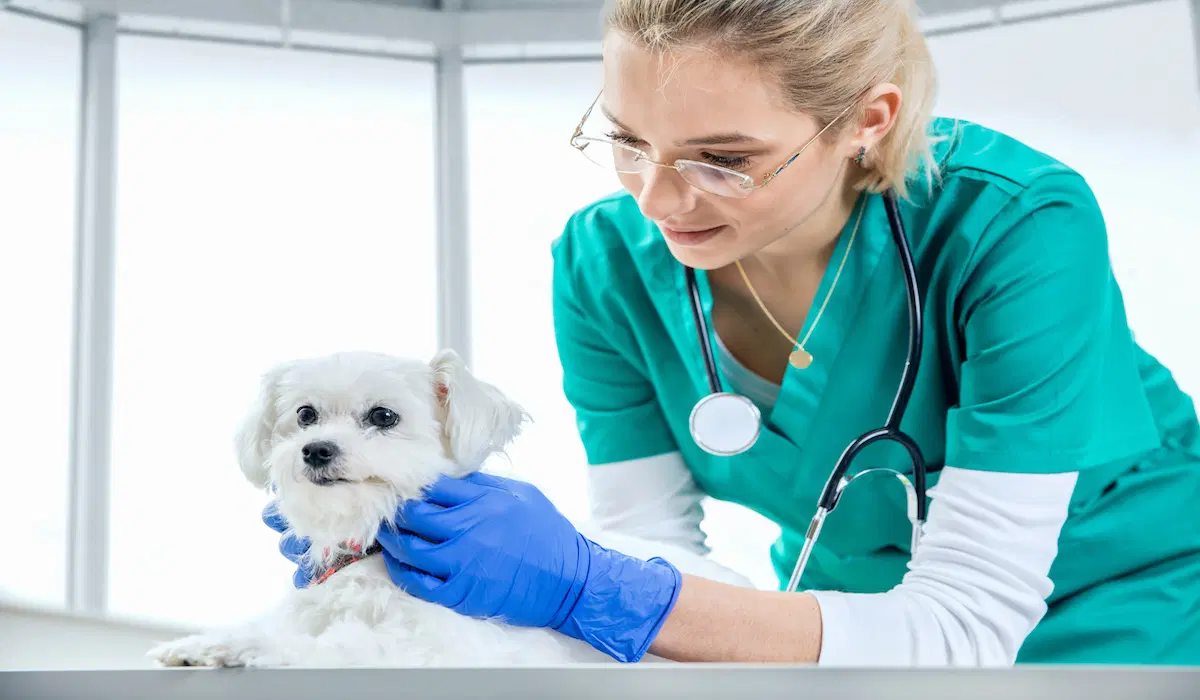10 Best Software Tools for Veterinarian Practices