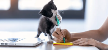 Graphic Designers - Here's Why You Need Spike Notes in Your Life