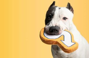 19 August puns for sales development representatives