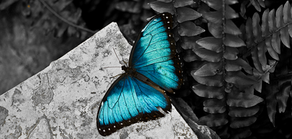 Become "Impossible to Ignore" - Insights from Dr. Carmen Simon