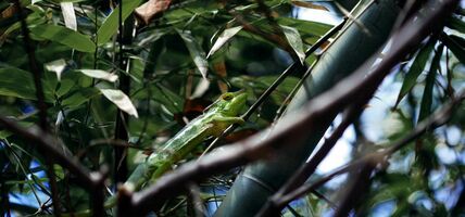 The product manager chameleon | Inside Intercom