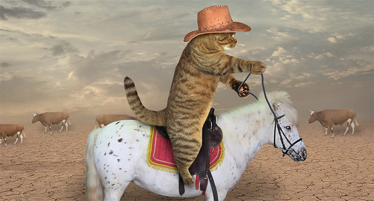 Be a master cat wrangler at your next event