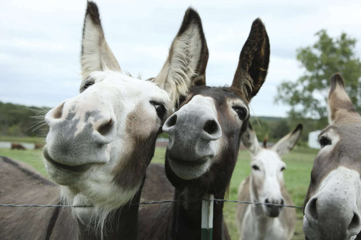 Are You Looking at the Wrong End of the Donkey? | Nimble Blog