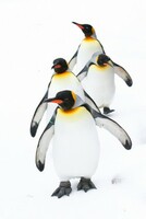 Does Google's Penguin 3.0 Have a Bite?