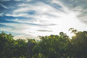 The Complete Beginners Guide to Peach: What It Is, How It Works and How to Build an Audience