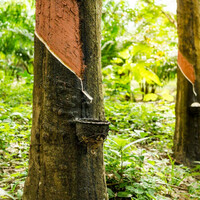 Corporate Sustainability 101: Introduction to ESG