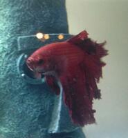 5 Things I Learned About PPC from My Fish