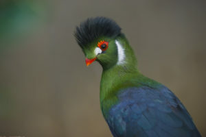 Learning Strategies: Chasing the Elusive Millennial