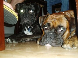 Knick-Knack Patty Whack, Leave the Poor Dogs Alone