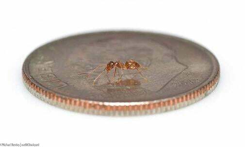 Development Bug Search Principles: Does It Weigh One Ant More?