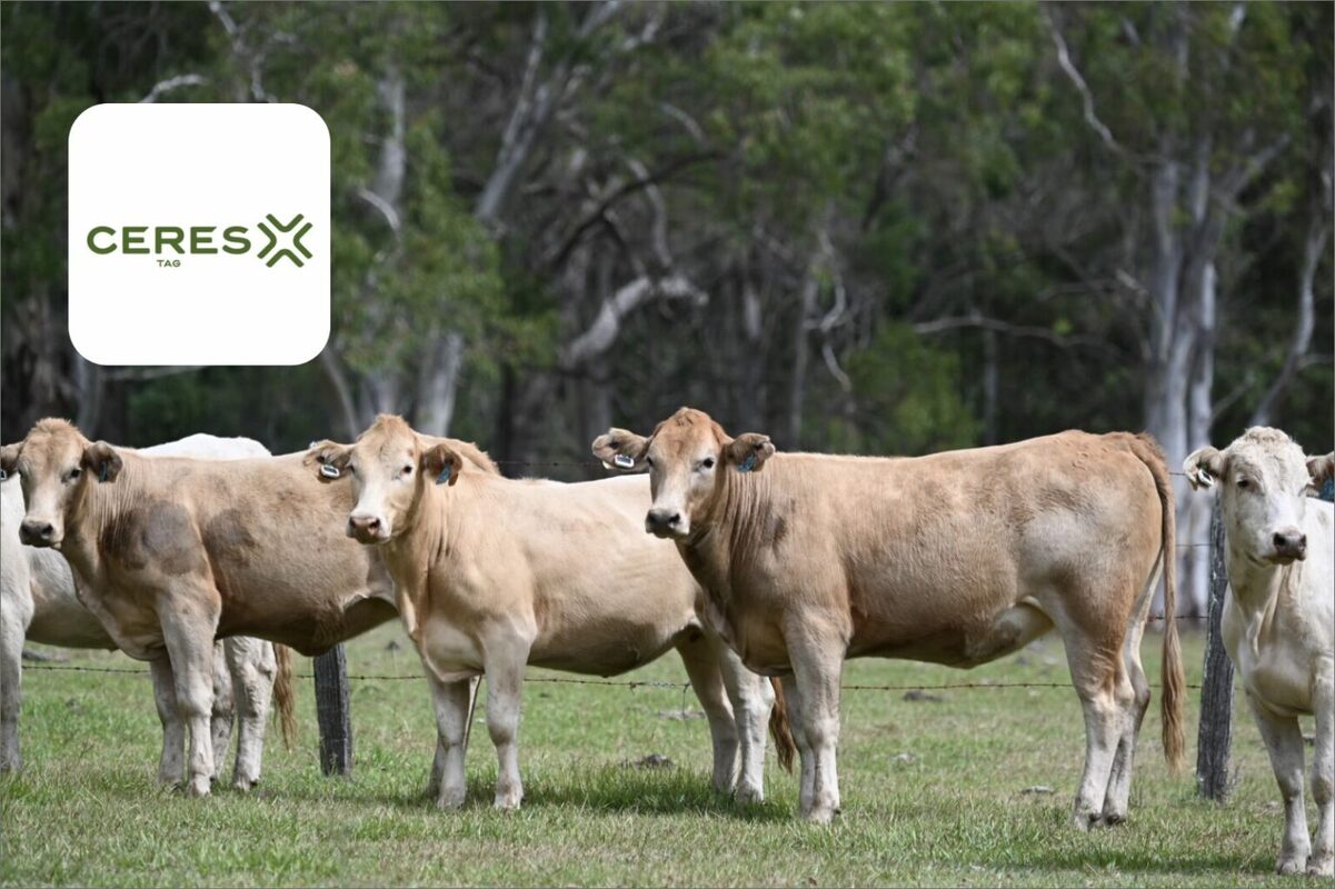 How CERES TAG revolutionized their marketing strategy with Dotdigital