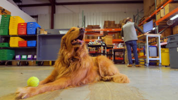 Pet Wish Pros | Case Study