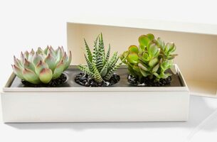 Mother Earth approved: 7 sustainable Earth Day gifts