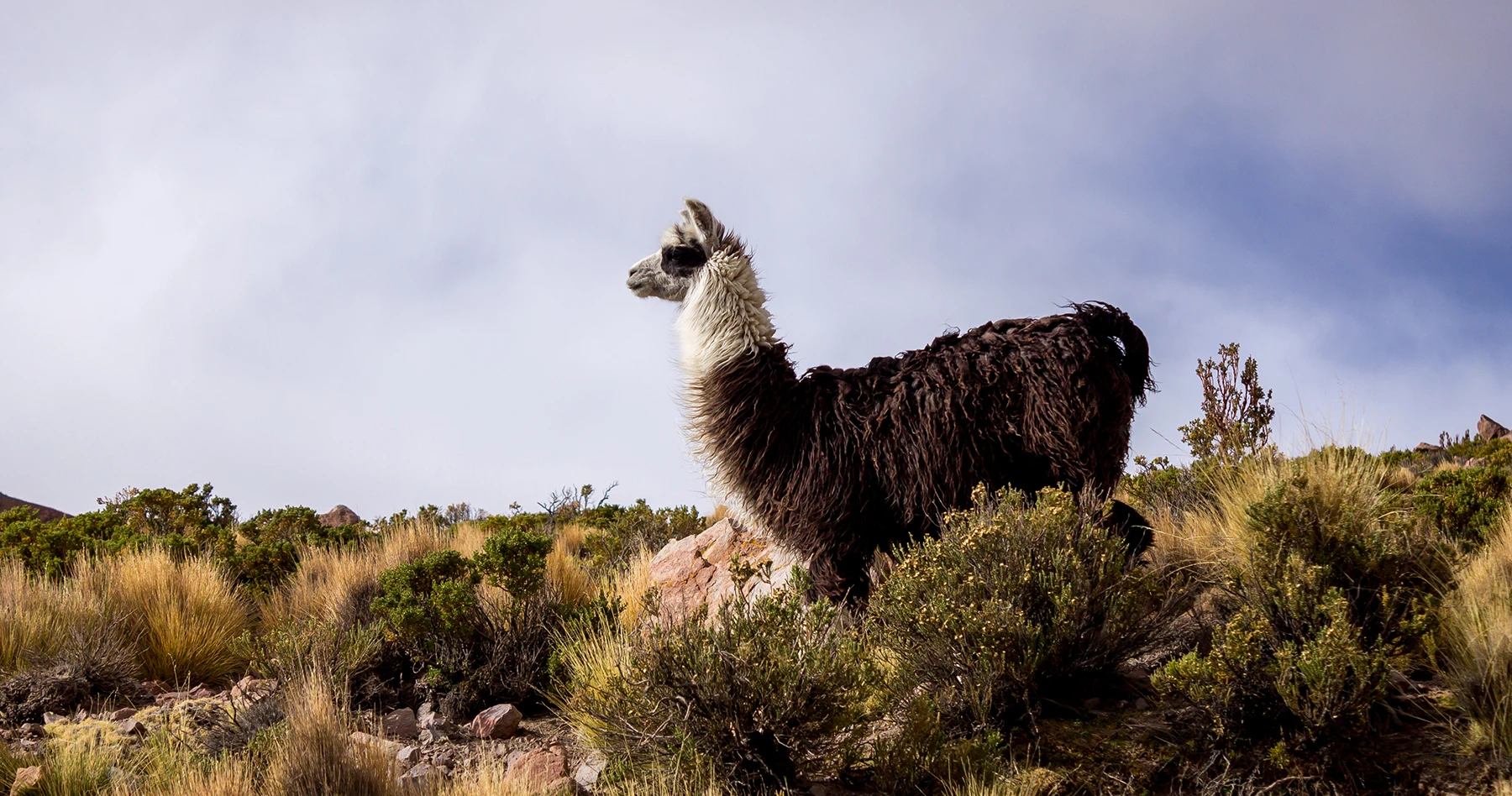 Starting a Retirement Business: How This Former Teacher Became an Alpaca Rancher