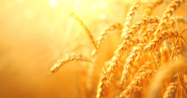 How to take your field marketing strategy online