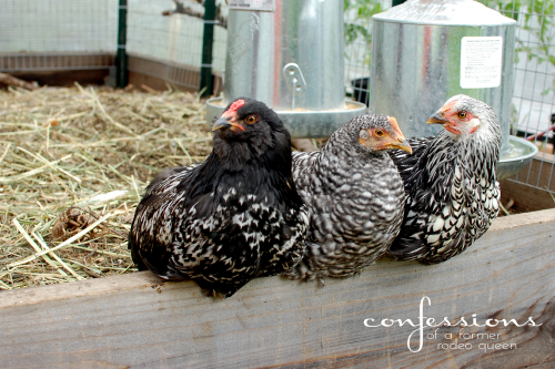 6 Life Lessons I've Learned in Urban Homesteading