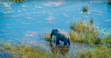 Inxeption Customer Spotlight: See Them All