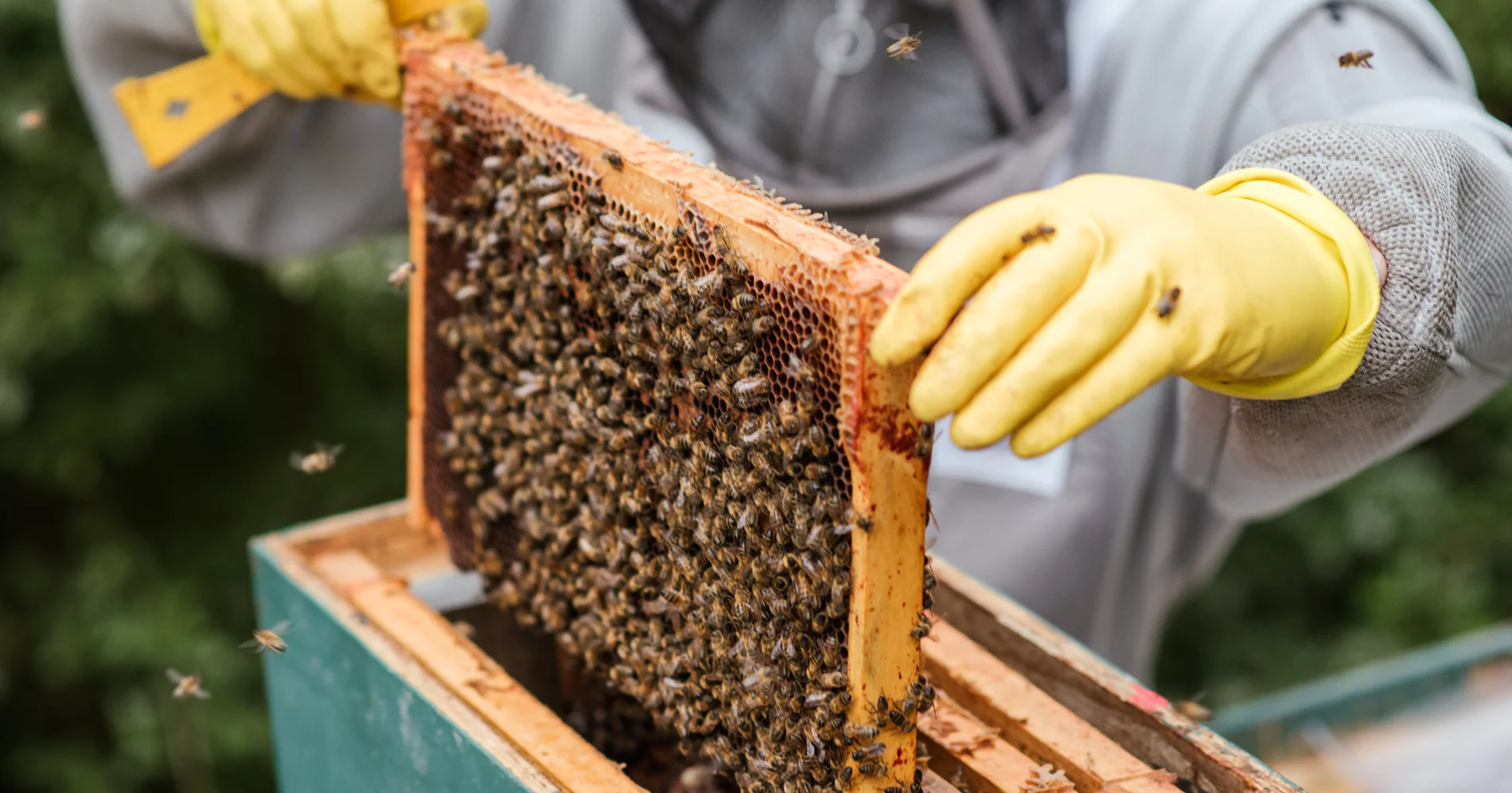 11 Surprising Jobs For Entrepreneurs-From Beekeeping to Banking (2023)