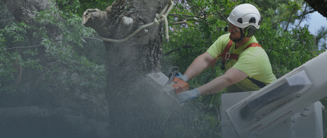 MyTreeMan Tree & Stump Removal
