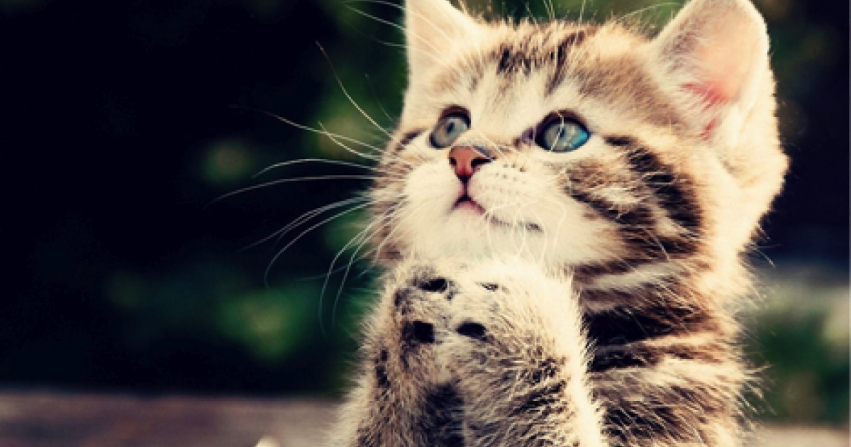 UserTesting Tuesday: If a picture is worth 1,000 words then I'm a unicorn. Spoiler alert: I'm not a unicorn.