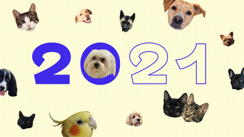 The Ceros Pet Calendar 2021, Digital Edition - Ceros Inspire: Create, Share, Inspire