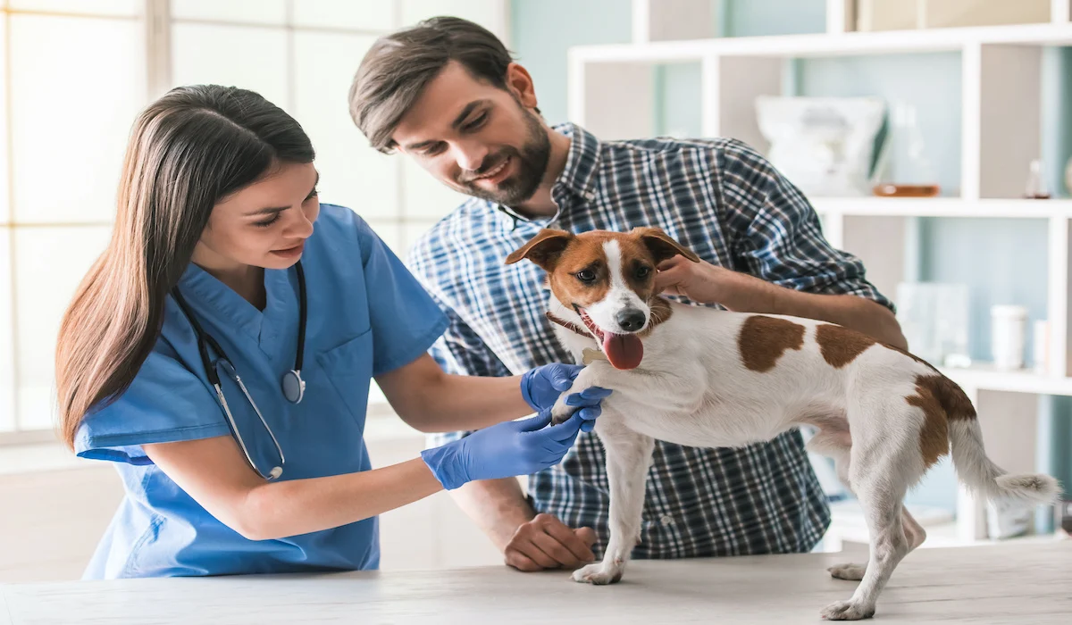 How to Grow Your Veterinarian Practice in 10 Ways