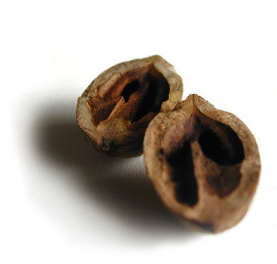 How Google Search Works, In a Nutshell