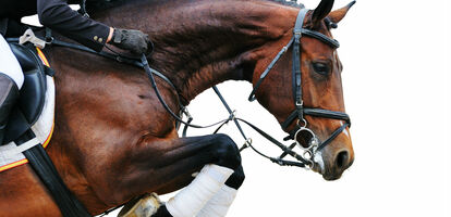 Harry Hall and email automation: realizing the value of a collaborative implementation | dotdigital blog