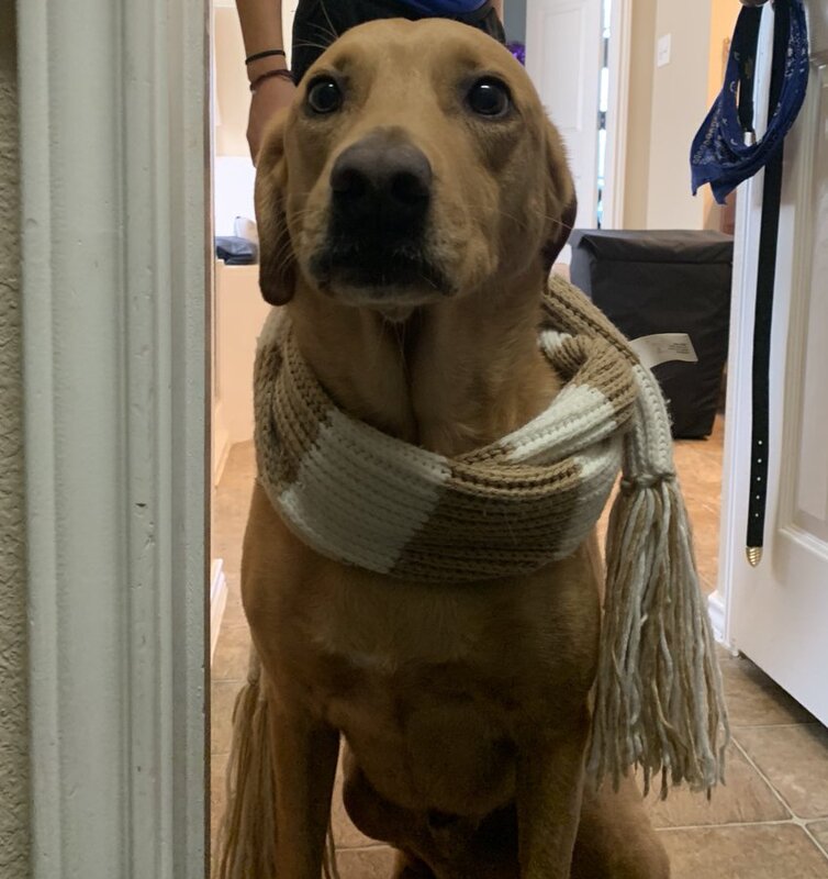 The Real Cost of Thanksgiving Dinner