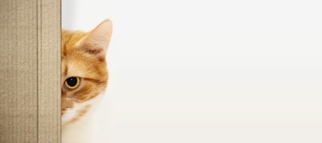 How to Personalize Emails (Without Being Creepy) - The Robly Email Marketing Blog