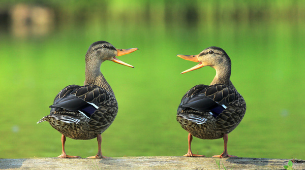 Ducks Unlimited Canada Increases Subscribers and Donations with ActiveCampaign