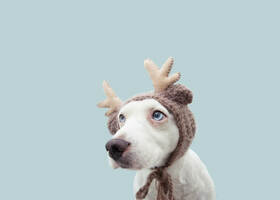 8 Perilous PPC Mistakes to Avoid This Holiday Season