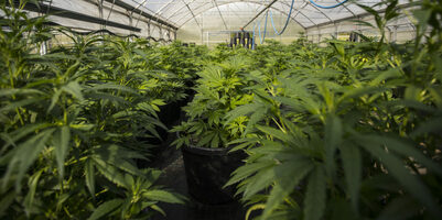 Vertical Viewpoint: Conquering Challenges as a Cannabis Brand