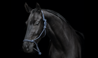 How to Beat Your Competition: Always Bet on the Dark Horse