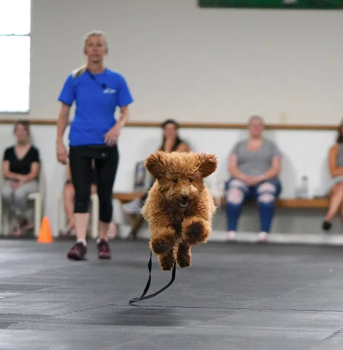 McCann Dogs: Leading the Pack in Online Dog Training