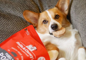 Pet Brands Leverage Influencer Marketing | Customer Stories | Aspire