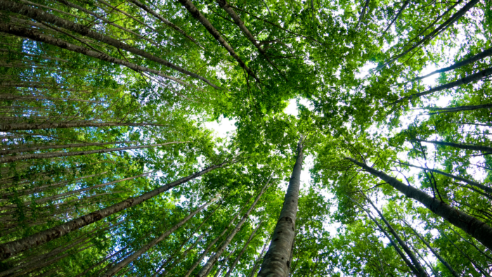 Green Shipping 101: 9 Best Practices For Eco-Friendly Shipping