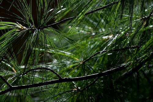 What Is Evergreen Content & Why Does It Matter for SEO?